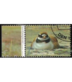 3407 Griend Bontbekplevier (o) TAB c