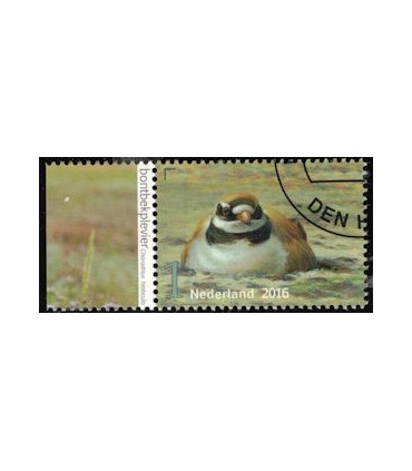 3407 Griend Bontbekplevier (o) TAB c