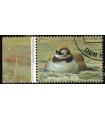 3407 Griend Bontbekplevier (o) TAB c