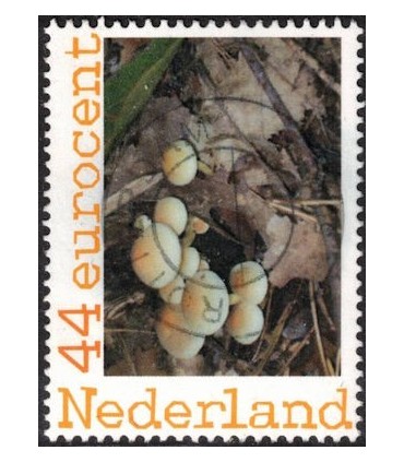 Zwammen (o) 2.