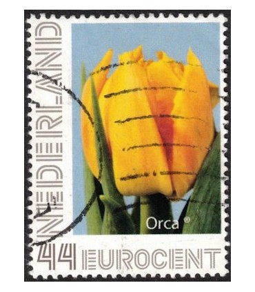 Tulp Orca (o)