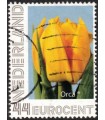 Tulp Orca (o)