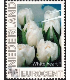 Tulp White Heart (o)