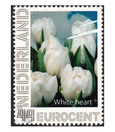 Tulp White Heart (o)