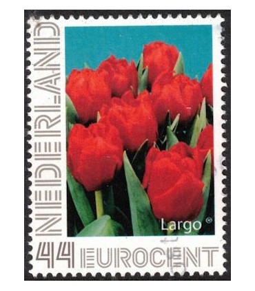 Tulp Largo (o)