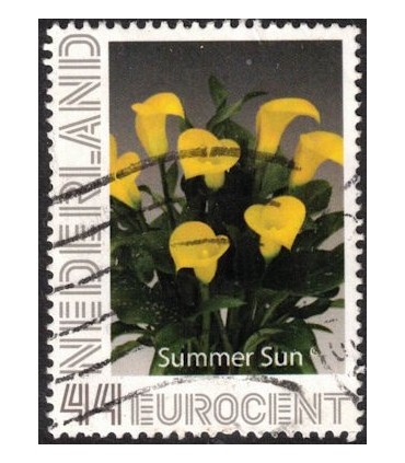 Tulp Summer Sun (o)