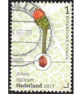 3531 Botanische Tuinen aronskelk (o)