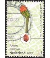 3531 Botanische Tuinen aronskelk (o)