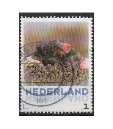 3013 Zoogdieren Mol (o)