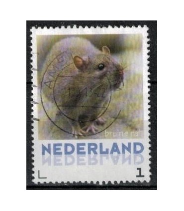 3013 Zoogdieren Bruine rat (o)