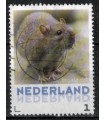 3013 Zoogdieren Bruine rat (o)