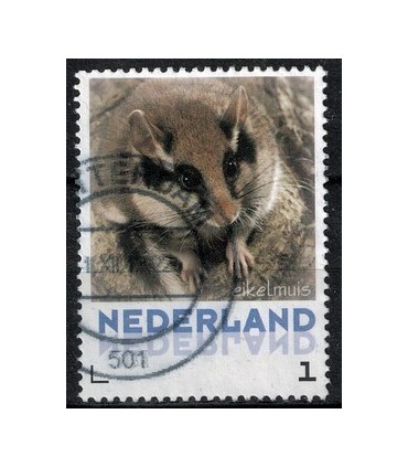 3013 Zoogdieren Eikelmus (o)