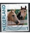 2791 Ha-41 Paarden (o)