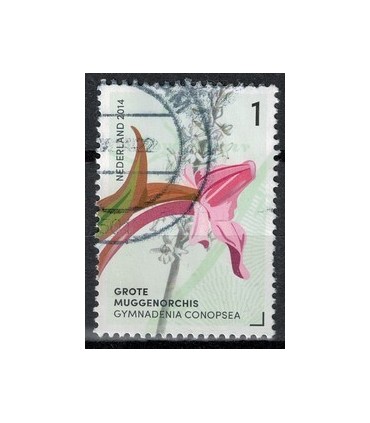 2014 Orchideeen 5 MuggenOrchis (o)