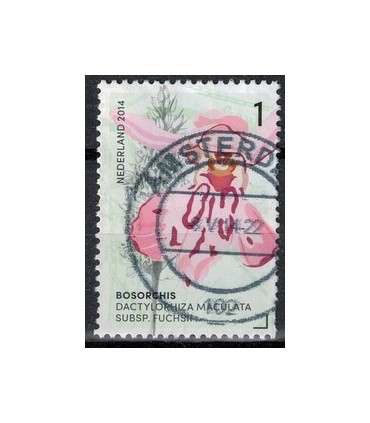 2014 Orchideeen 1 BosOrchis (o)