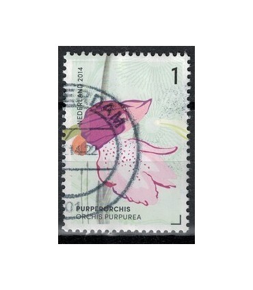 2014 Orchideeen 10 PurperOrchis (o)