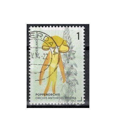 2014 Orchideeen 3 PoppenOrchis (o)