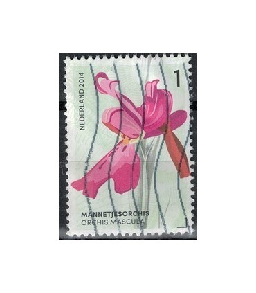 2014 Orchideeen 8 MannetjesOrchis (o)