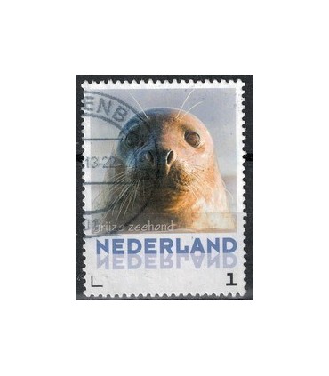 3013 Zoogdieren grijze Zeehond (o)